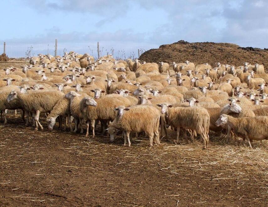 
	Un allevamento di pecore (foto di repertorio): gli allevatori della zona sud della provincia lamentano costi troppo alti dell&rsquo;acqua che rendono sempre pi&ugrave; insostenibile il loro lavoro

