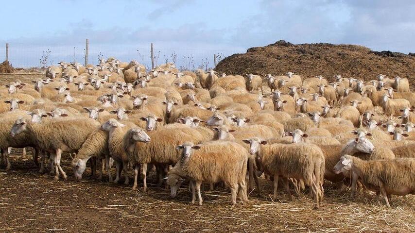 Un allevamento di pecore (foto di repertorio): gli allevatori della zona sud della provincia lamentano costi troppo alti dell’acqua che rendono sempre più insostenibile il loro lavoro