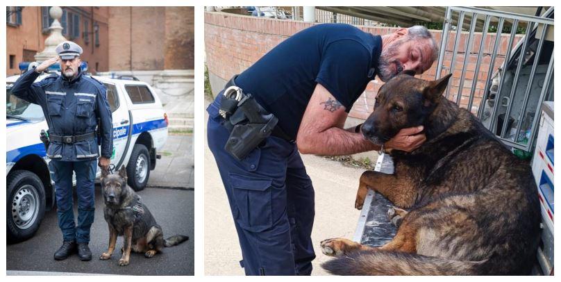 Addio a Victor, il cane antidroga ed eroe nei terremoti: partecipò ai soccorsi di Amatrice e Mirandola
