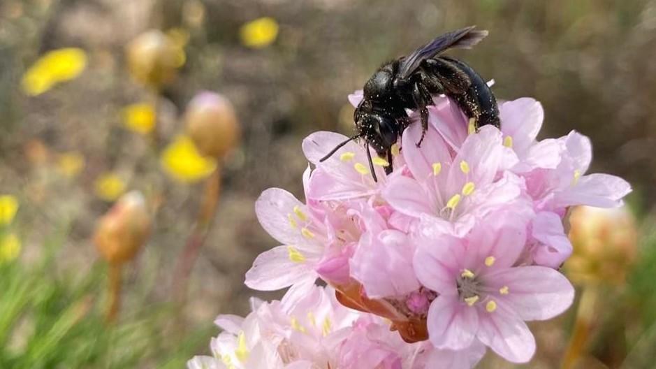 Scoperta in Gallura una nuova specie di ape selvatica