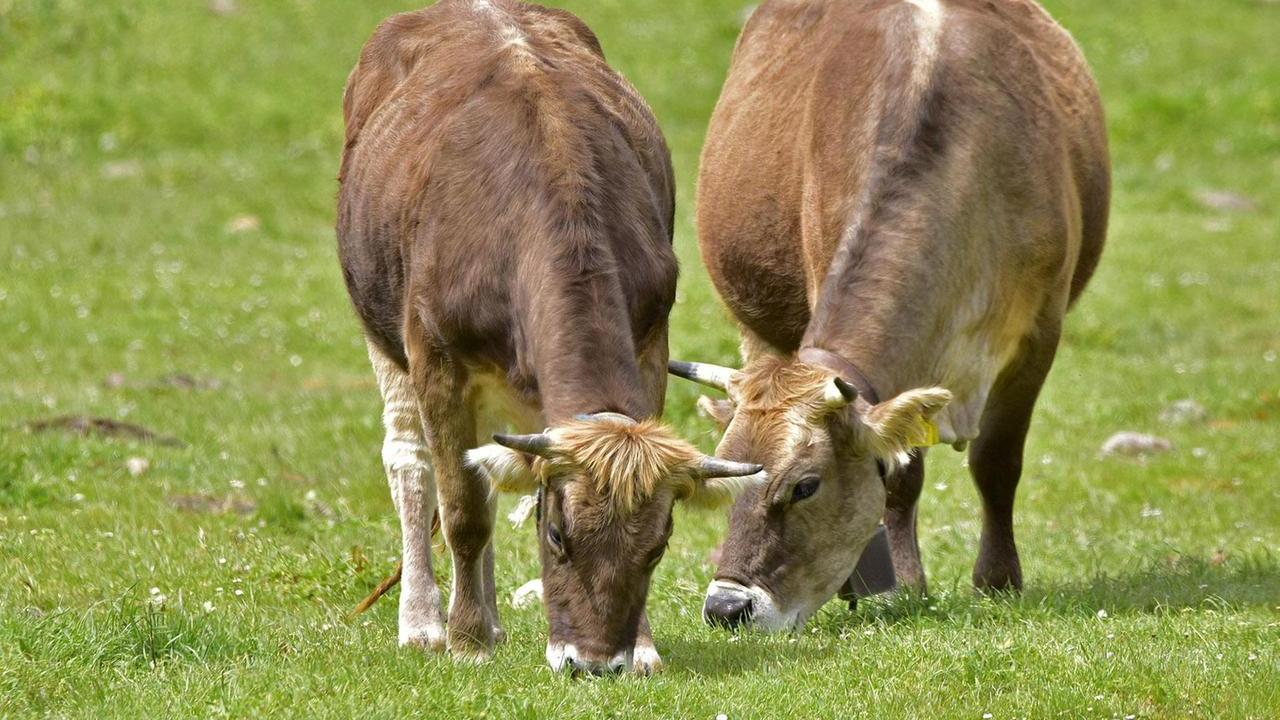 Dermatite nodulare bovina, il Consiglio di Stato blocca 100 abbattimenti
