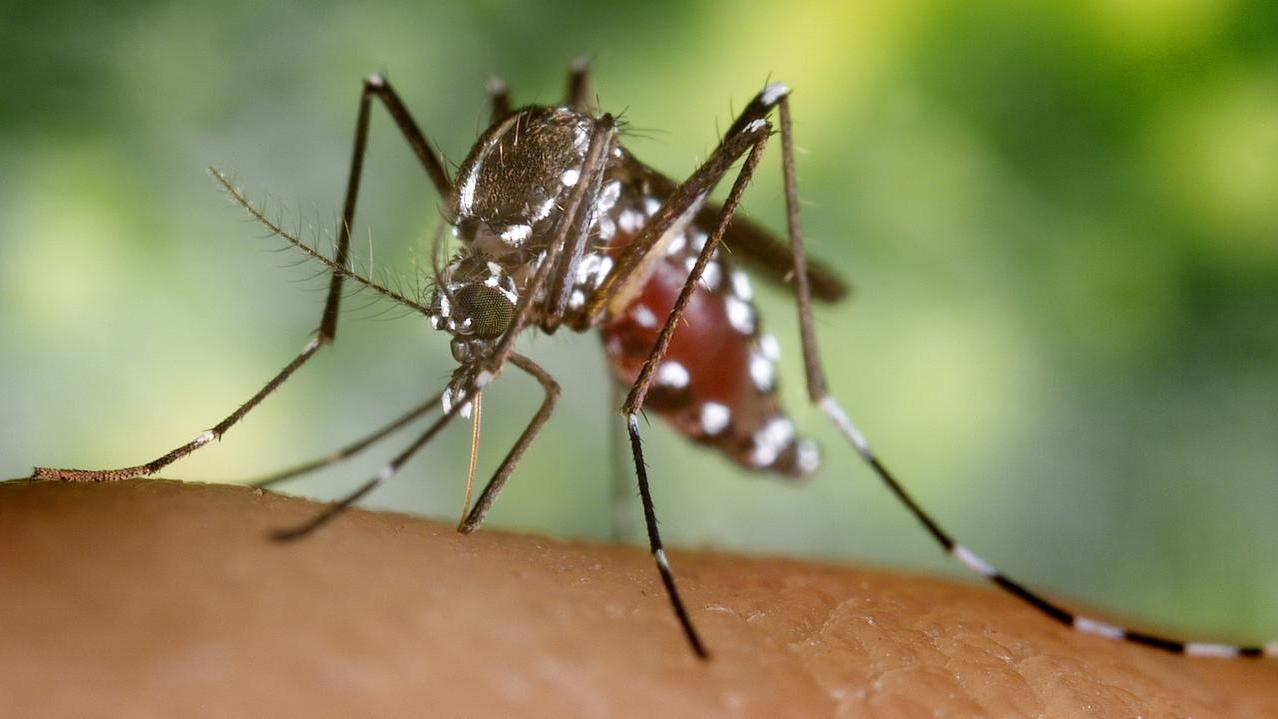 West Nile, da Sassari un modello di intelligenza artificiale che prevede i focolai con il 99% di precisione