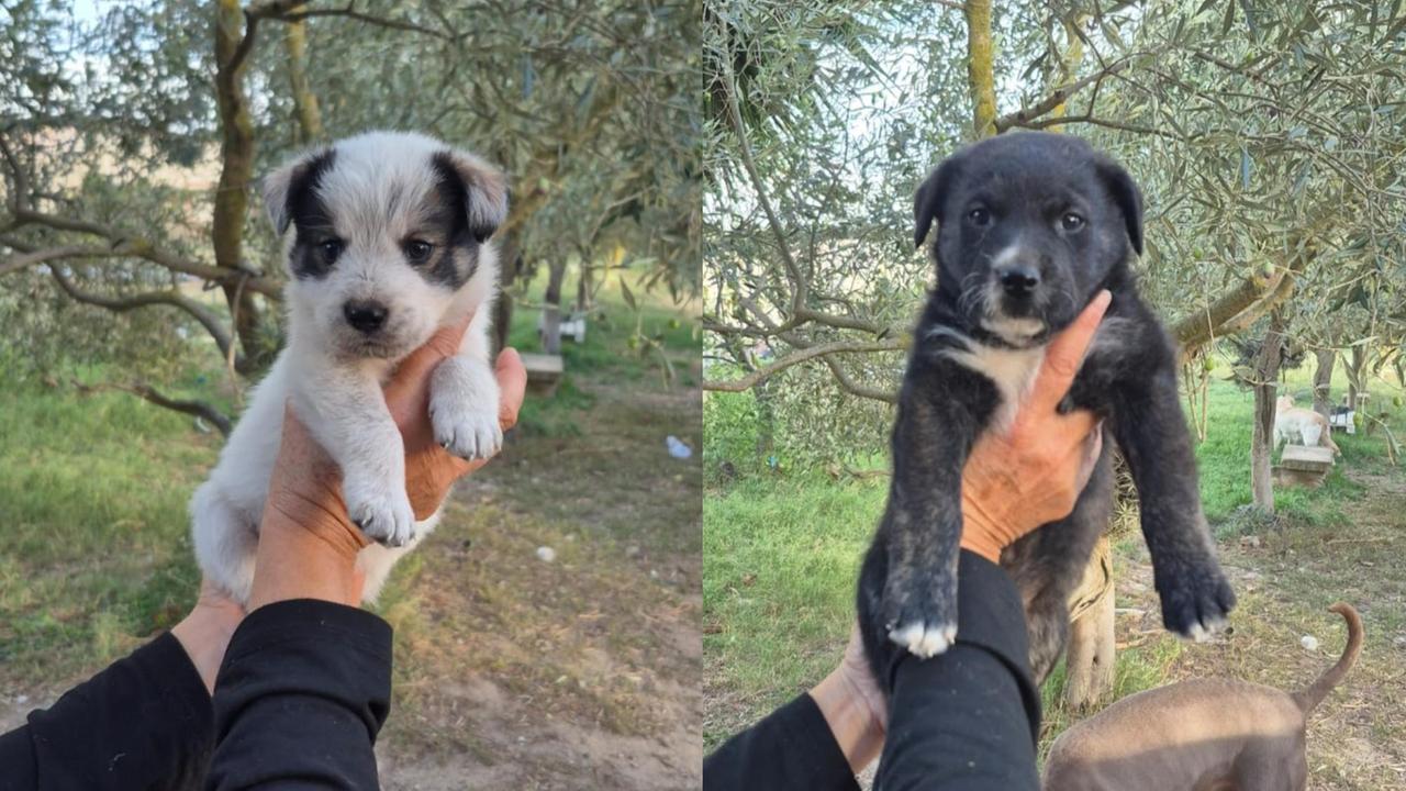 Abbandonati nel parcheggio dell’albergo, Nuvola e Orso cercano una casa