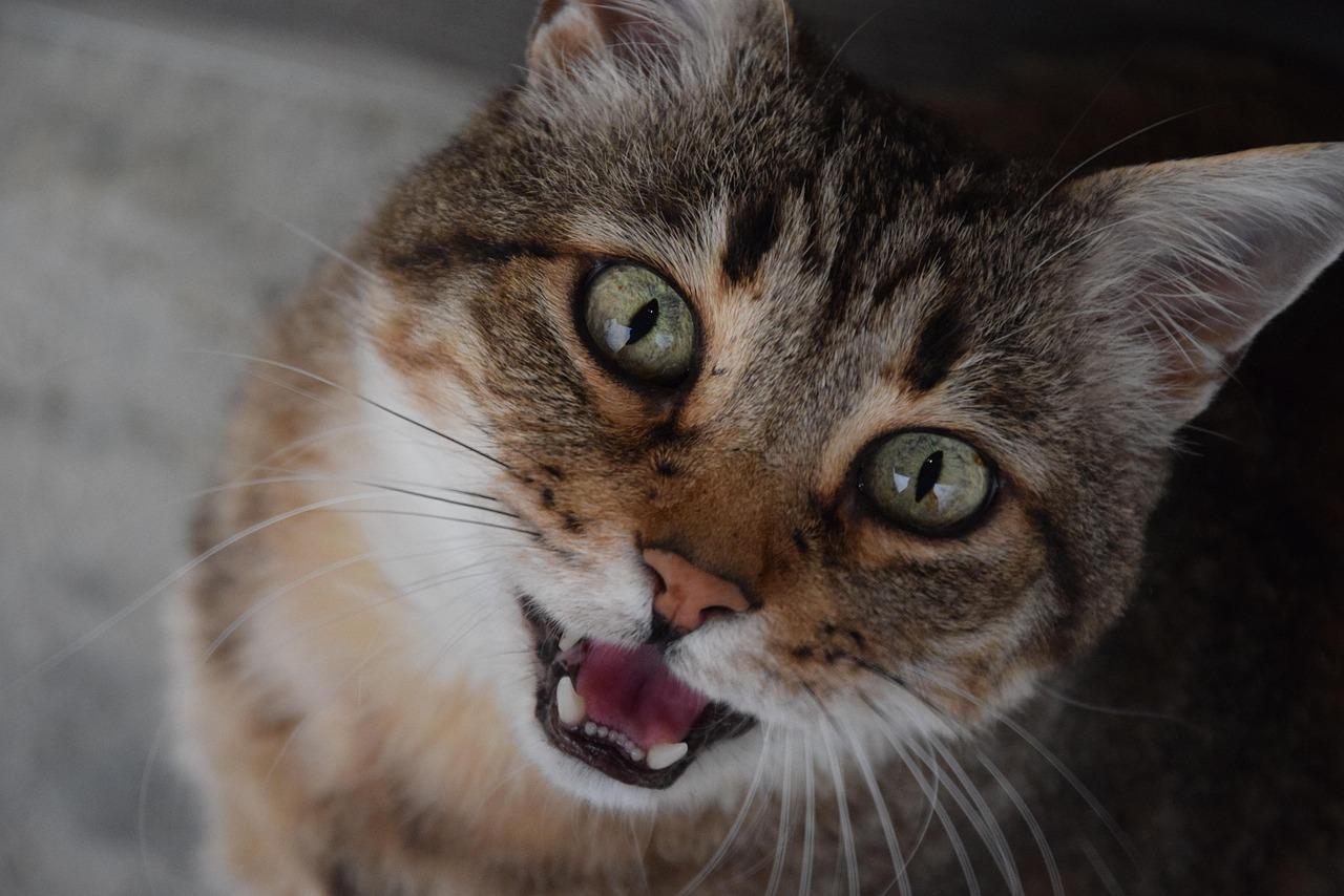 Grida, soffi e “miaou” gutturali: cosa si dicono davvero i gatti