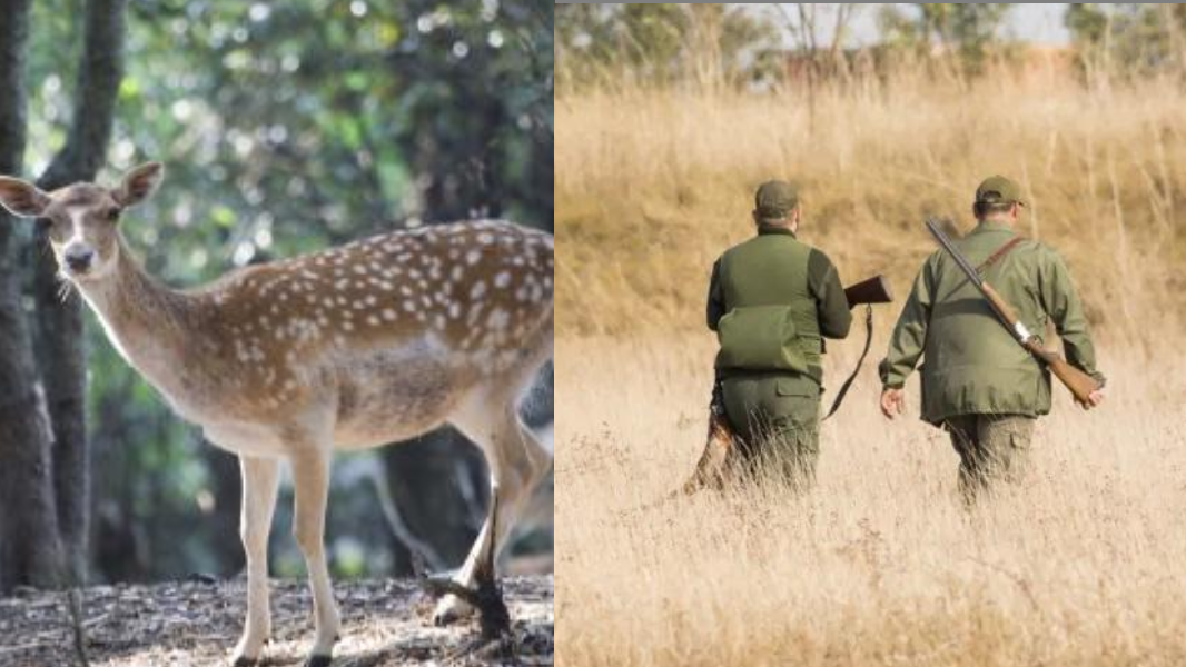 Sparare anche a daini e piccioni e più giornate di caccia al cinghiale: la proposta di legge di Fratelli d’Italia- Le novità