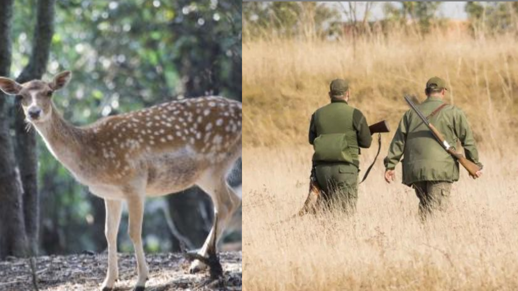 Sparare anche a daini e piccioni e più giornate di caccia al cinghiale: la proposta di legge di Fratelli d’Italia- Le novità