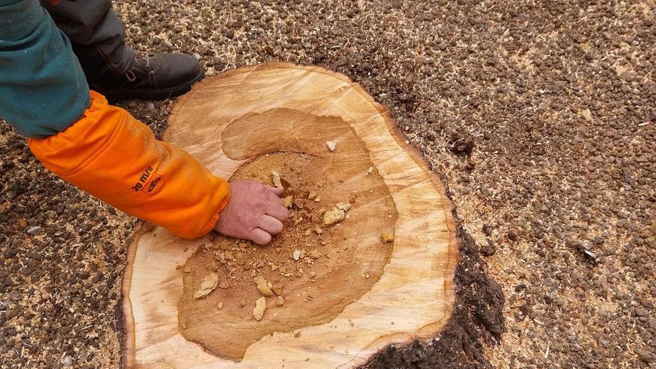Abbattuti tre tigli a rischio crollo tra corso Garibaldi e piazza Fontanesi: saranno sostituiti con nuove piante