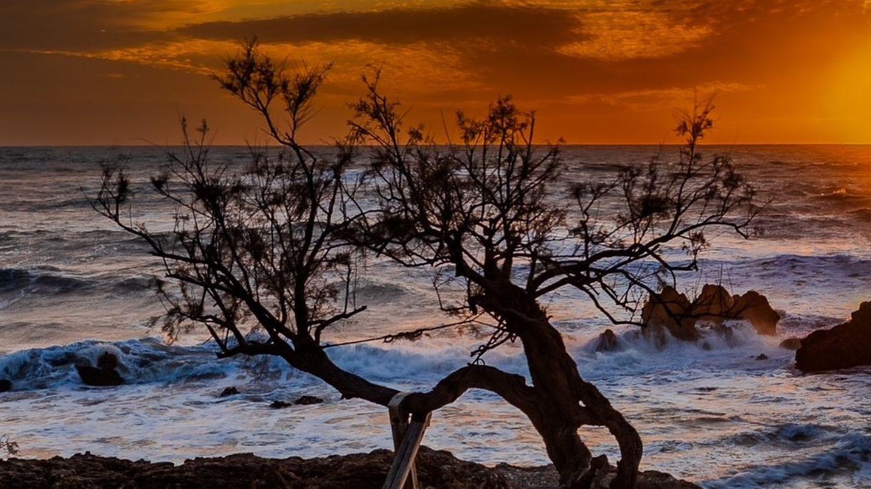 Livorno, l’iconica tamerice e il libeccio. Grazie a Marc Saylon