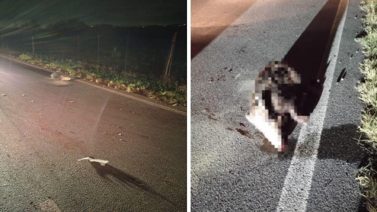 Il luogo dell'incidente e le carcasse degli animali 