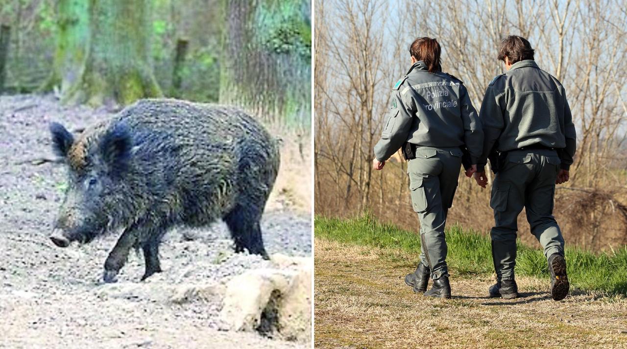 
	Peste suina, restrizioni in Appennino

