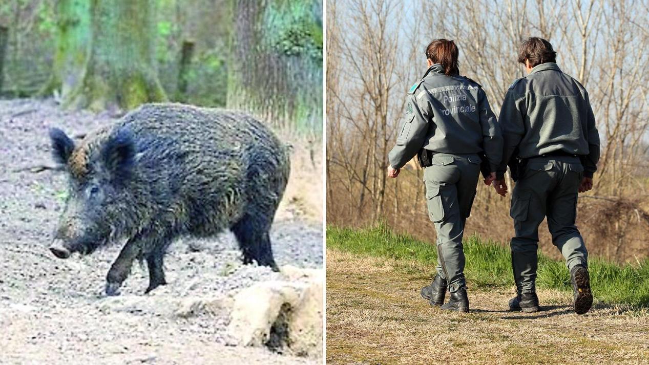 Peste suina, restrizioni in Appennino