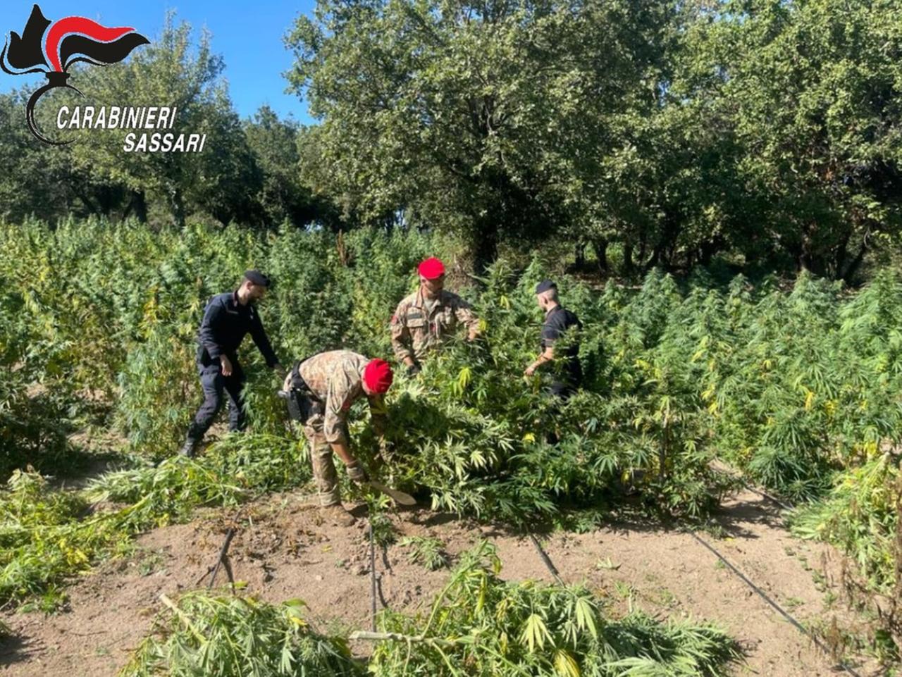 Piantagione di cannabis sulle rive del lago: agli arresti domiciliari il proprietario del terreno