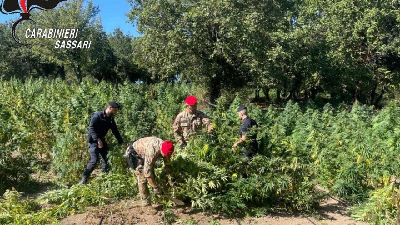 Piantagione di cannabis sulle rive del lago: agli arresti domiciliari il proprietario del terreno