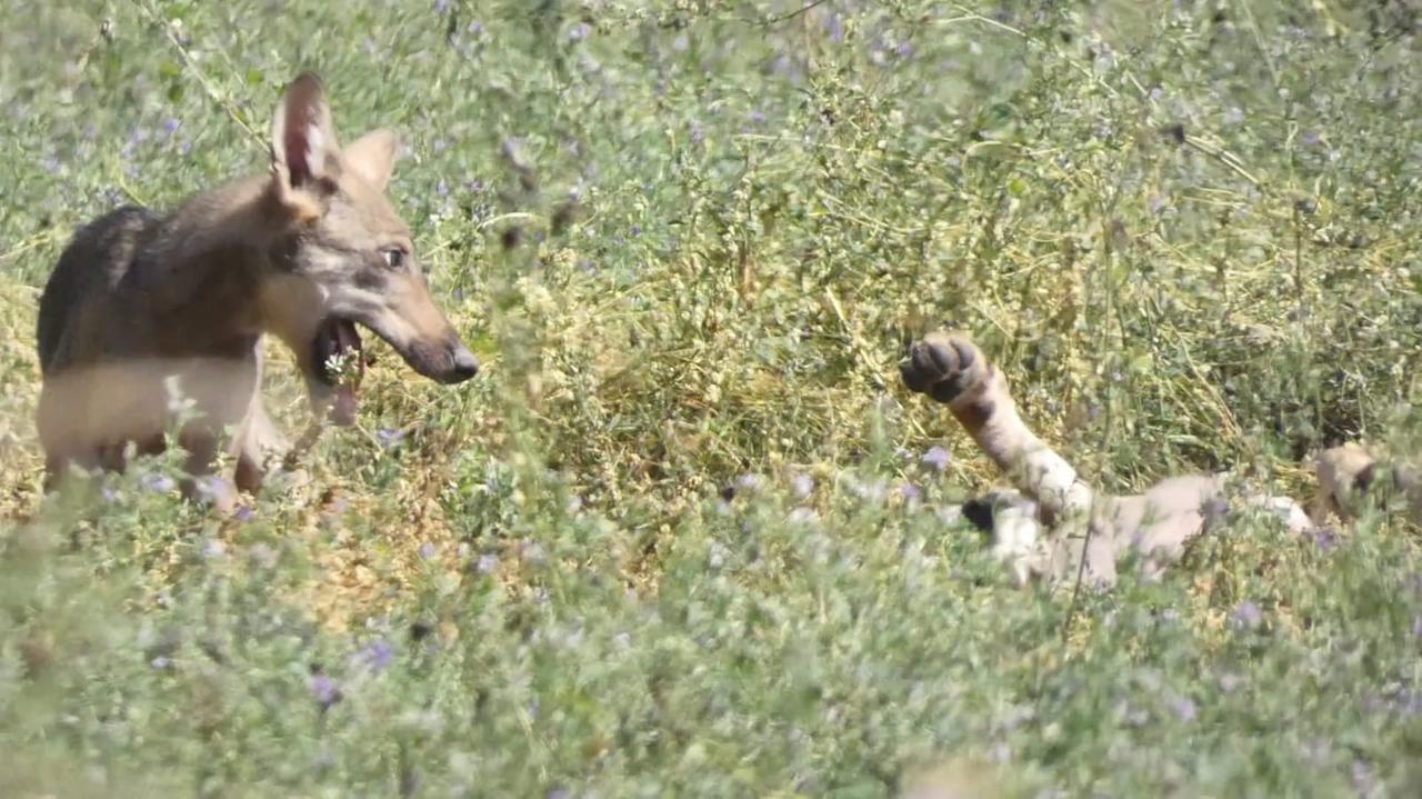 Come si muove il lupo a Ferrara, iniziano i controlli