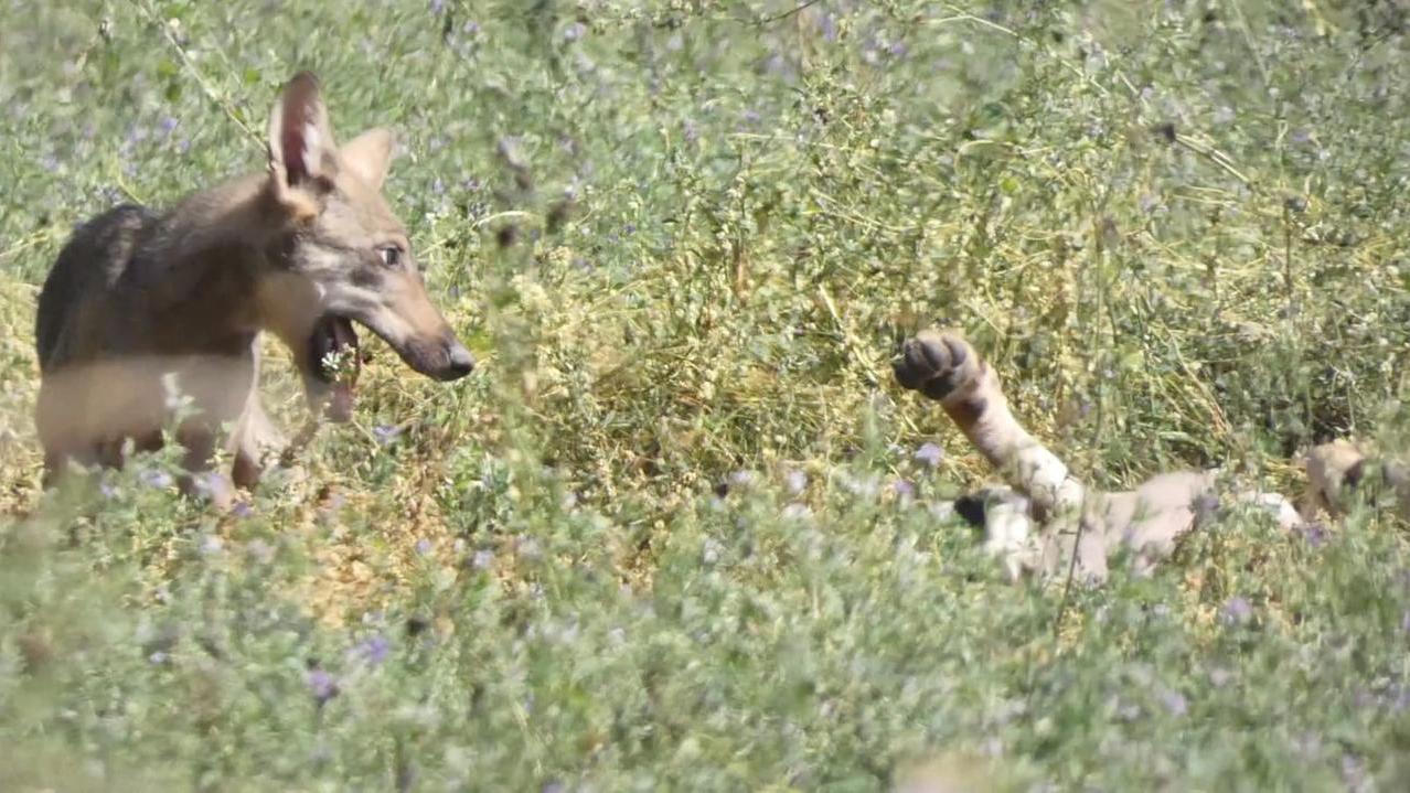 Come si muove il lupo a Ferrara, iniziano i controlli