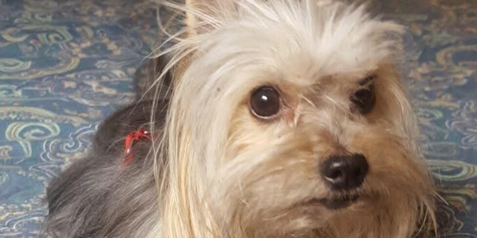 
	Il cane Leon, morto dopo dopo l'attacco

