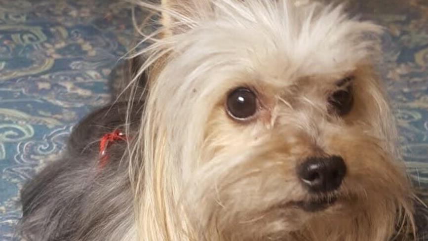 Il cane Leon, morto dopo dopo l'attacco