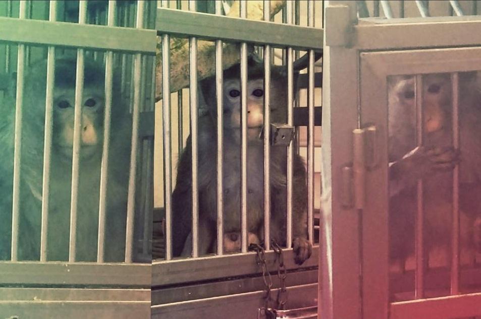 Macachi di Unife, indagini chiuse. L’accusa è di maltrattamenti