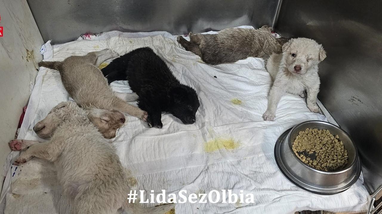 Olbia, 5 cuccioli chiusi in un sacco di juta: salvati dalla Lida appena in tempo