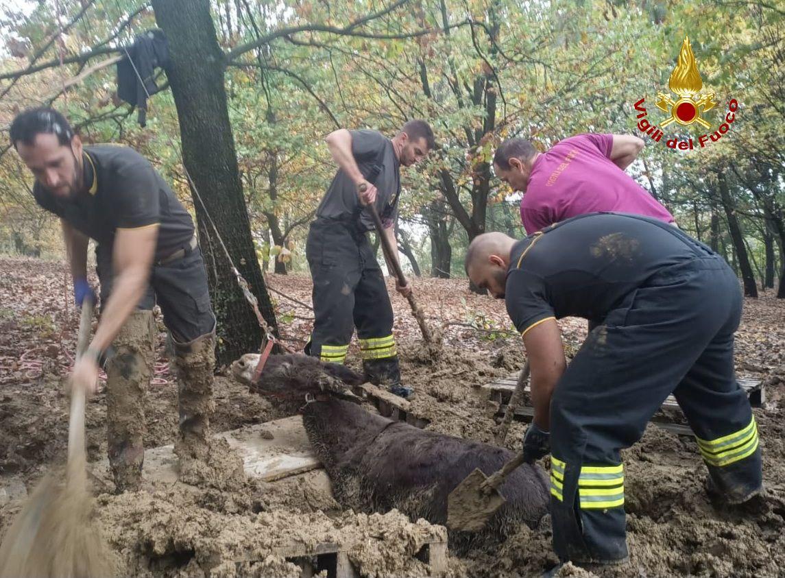 Asino finisce nel fango: salvato dai vigili del fuoco