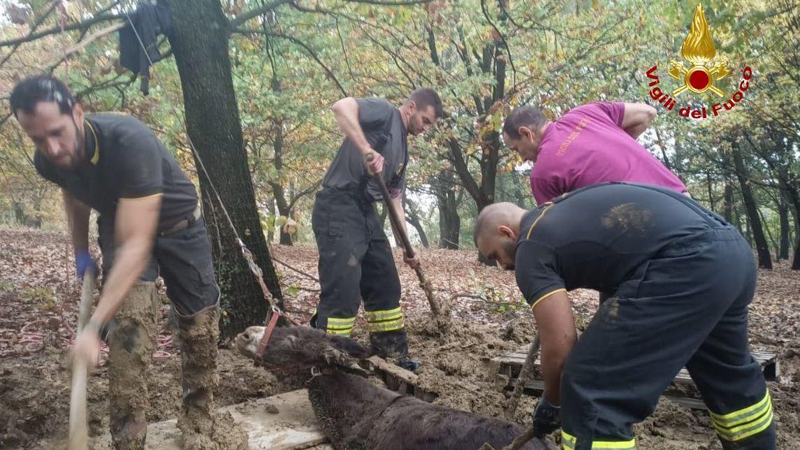 Asino finisce nel fango: salvato dai vigili del fuoco