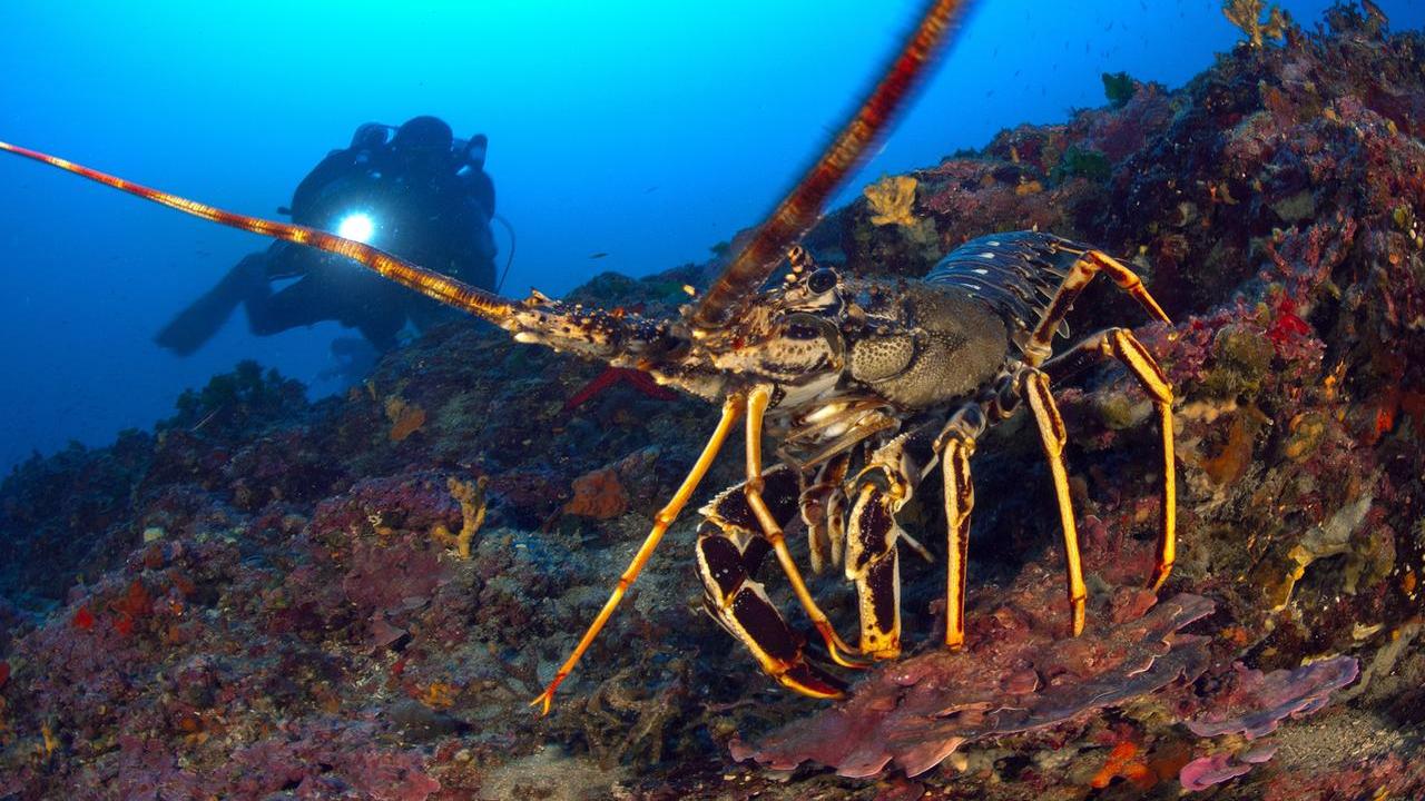 Astice nel sacchetto, ma non nello scontrino: denunciata per furto