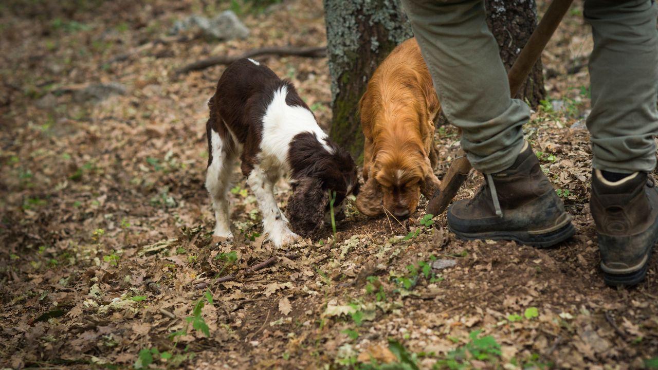 Un tartufaio coi suoi cani alla ricerca del prezioso fungo ipogeo in bosco