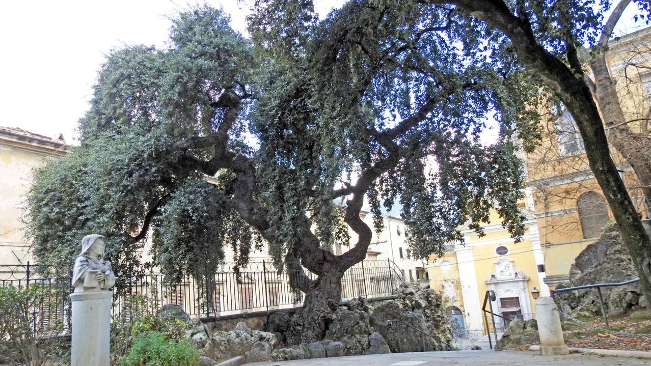 La sughera di piazza Gramsci
