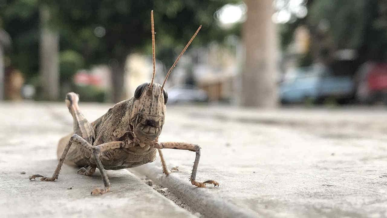 Firenze, chiuso un ufficio postale per un’invasione di grilli