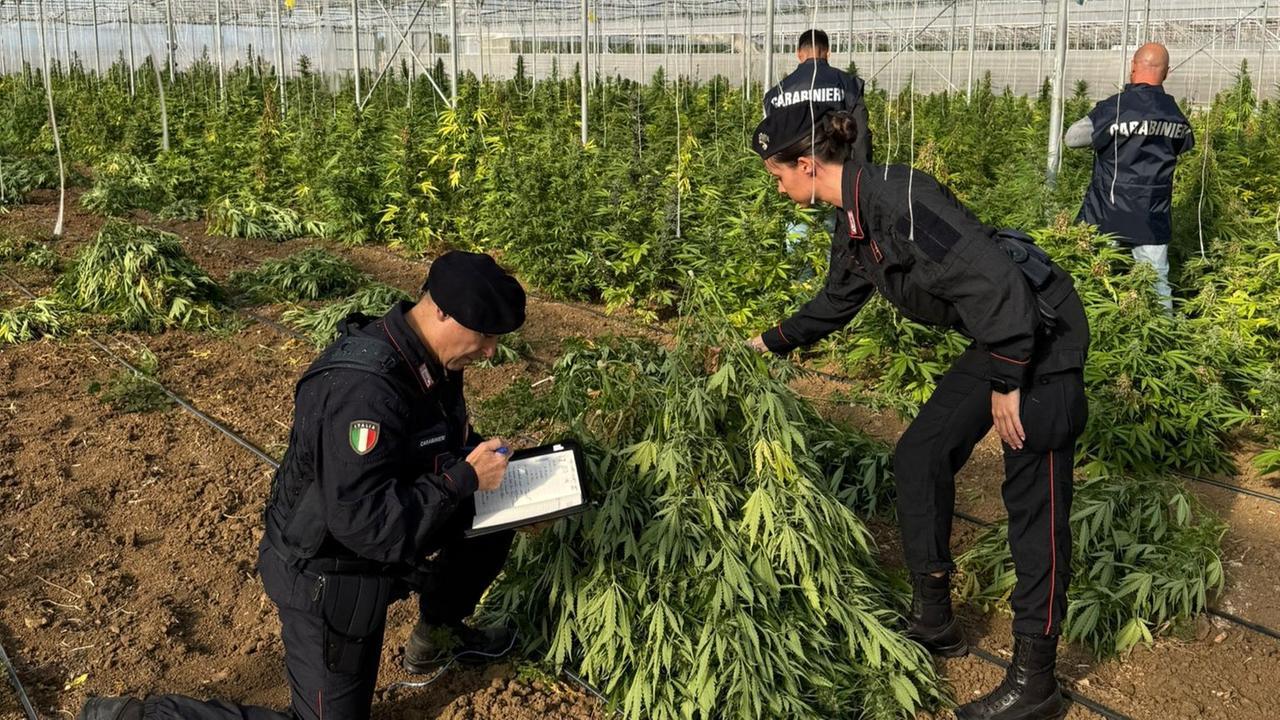Droga, scoperta maxi piantagione di 9mila piante di marijuana: arrestate sei persone – Guarda il VIDEO