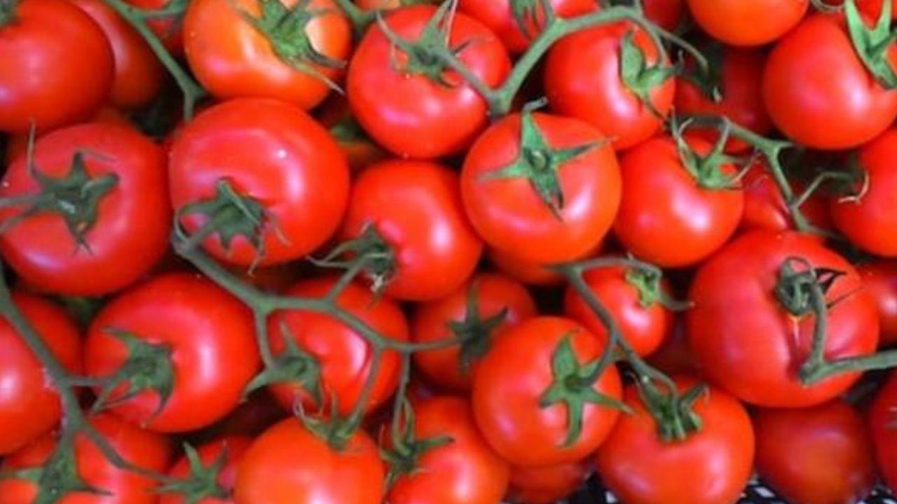 Pomodori non lavati hanno causato l'epidemia di salmonella