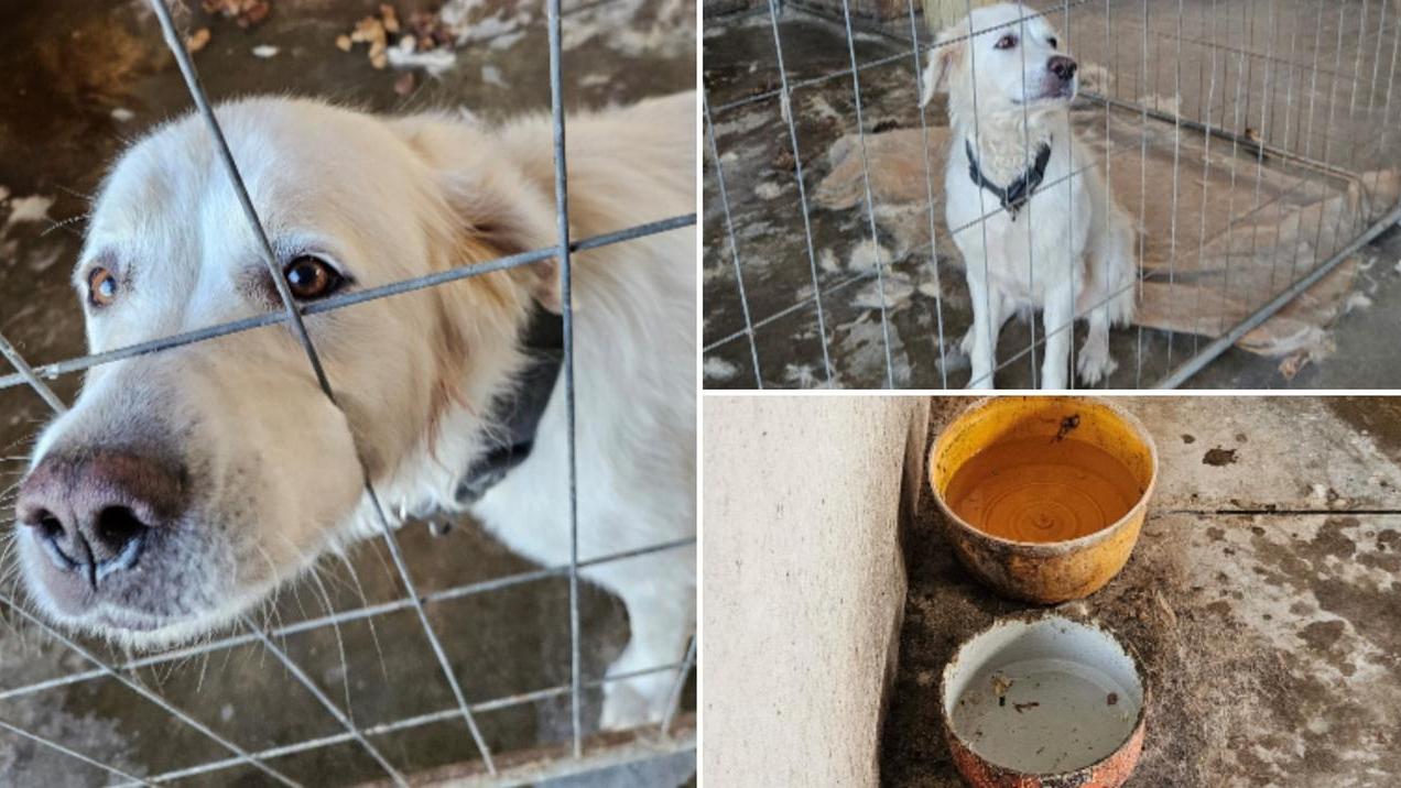 Neve malnutrita e ferita nel recinto