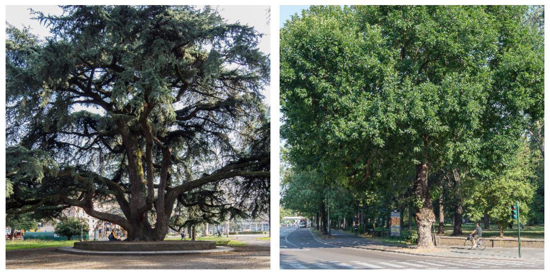
	Il Cedro del Liberano del Parco del Popolo e il Frassino americnao di viale Isonzo

