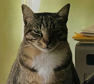 La gatta Mimì è scomparsa dal centro storico: ricompensa a chi la trova