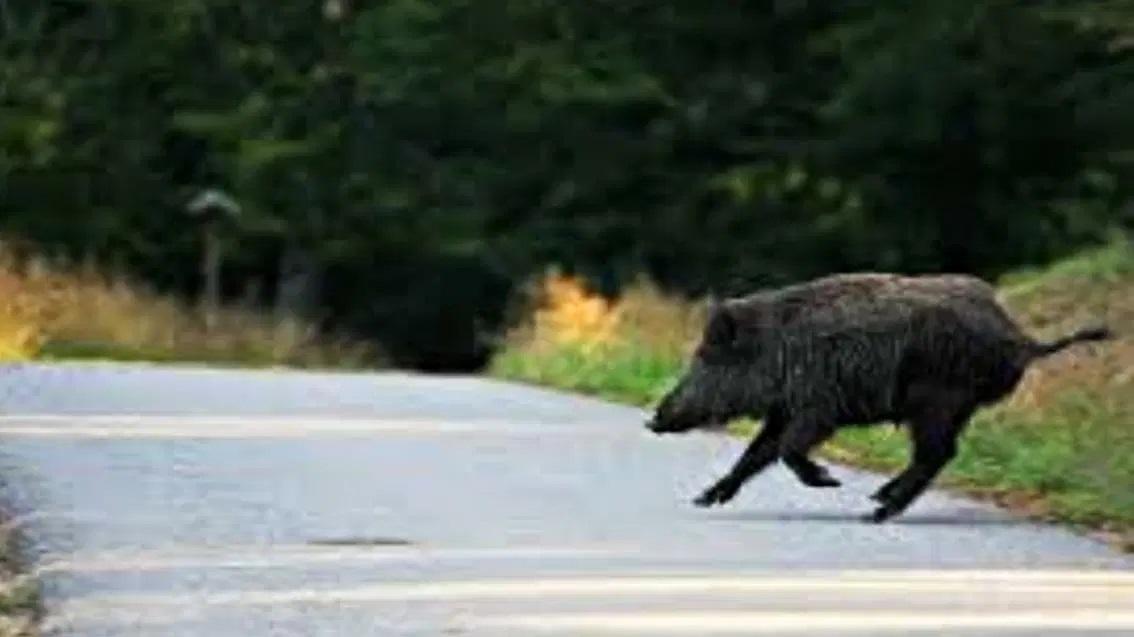 Cacciatore spara ai cinghiali dal salotto di casa: denunciato
