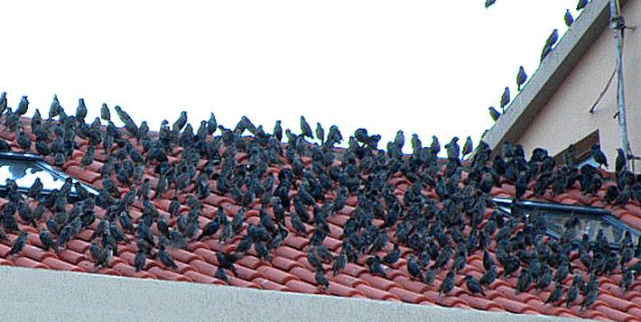 Oristano, storni e cinghiali nelle aree urbane, via al piano di contenimento