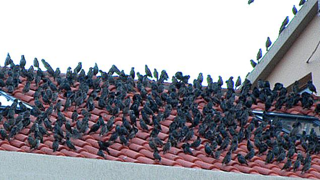 Oristano, storni e cinghiali nella aree urbane, via al piano di contenimento