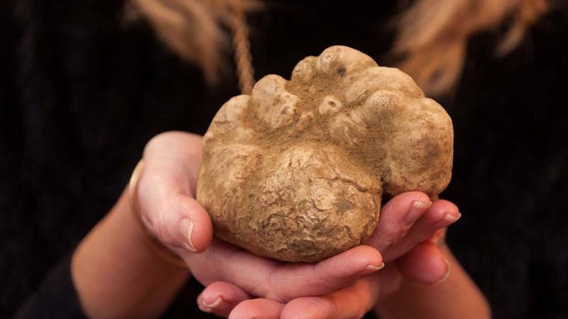 La festa del tartufo di Viano raddoppia: due domeniche e tanti buoni sapori