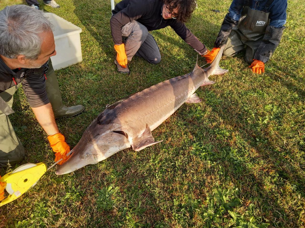 Berra, ritrovato dopo 50 anni lo Storione Beluga in Po