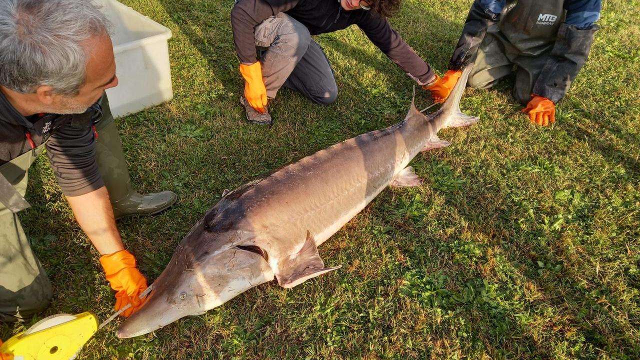 Berra, ritrovato dopo 50 anni lo Storione Beluga in Po