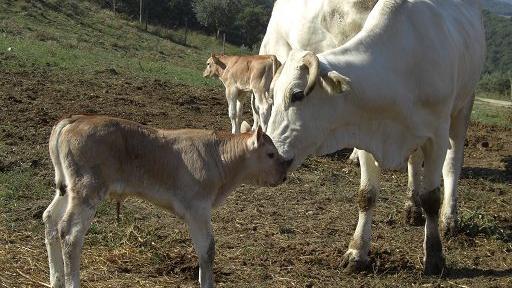 Dermatite bovina, il Tar sospende sedici abbattimenti a Paulilatino