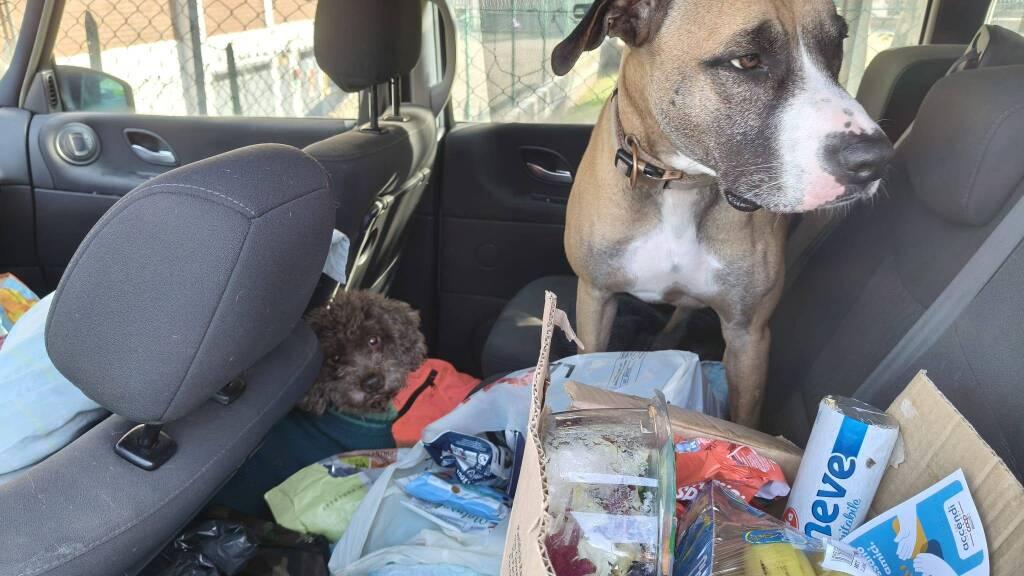 Ex operaia vive in auto insieme ai suoi tre cani: «Non so dove andare»