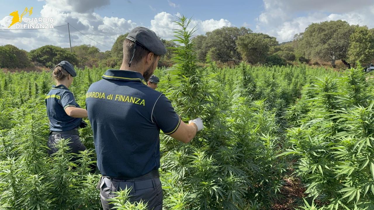 Blitz della Guardia di finanza: scoperta maxi piantagione di marijuana con 4600 piante
