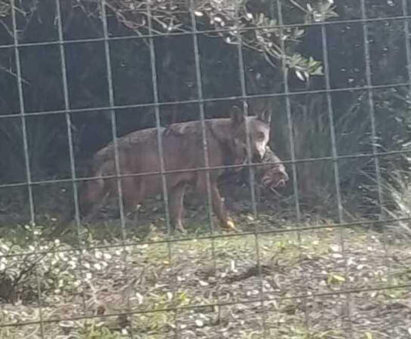 
	Uno dei lupi avvistati in localit&agrave; Tolla Bassa

