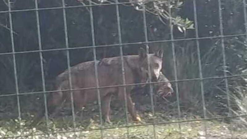 Uno dei lupi avvistati in località Tolla Bassa