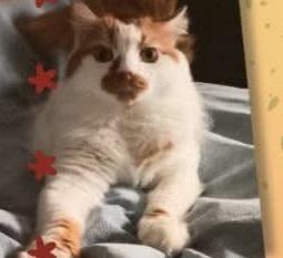 Gattino investito e salvato, dopo due settimane in rianimazione Romeo si è ripreso