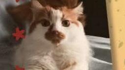 Gattino investito e salvato, dopo due settimane in rianimazione Romeo si è ripreso