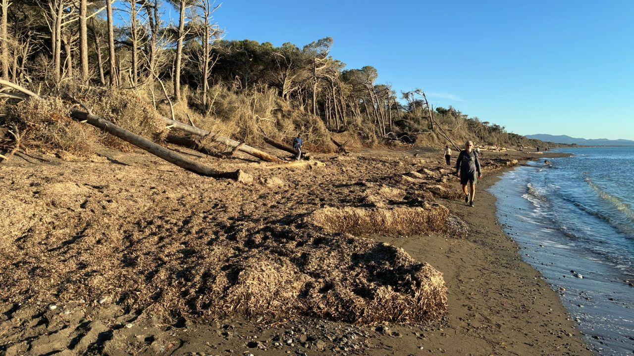 La spiaggia a sud di marina di Cecina