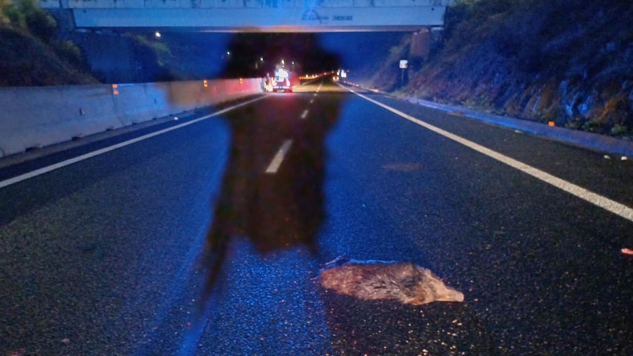 In Sardegna più di 100mila cinghiali: «Sono pericolosi, incidenti in aumento» – Parla l’esperto