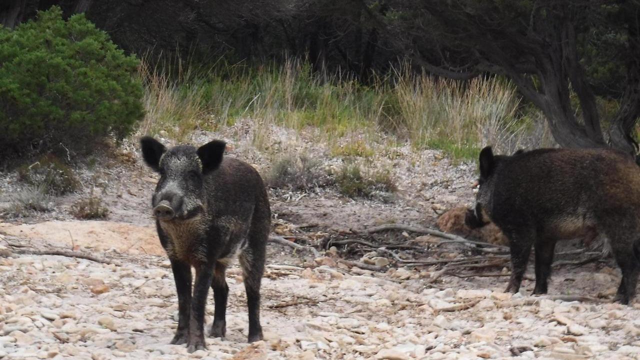 Cinghiali, la sindaca di Santa Teresa Gallura: «Una piaga che mette a rischio sicurezza e salute pubblica»